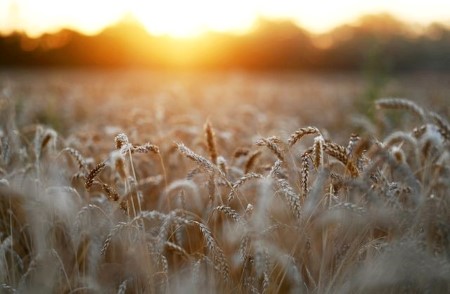 Russian wheat stable in thin trade, market eyes Kazakh unrest