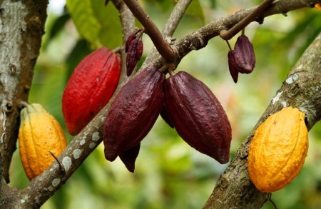 SOFTS-Cocoa futures jump 4%; arabica coffee also rises