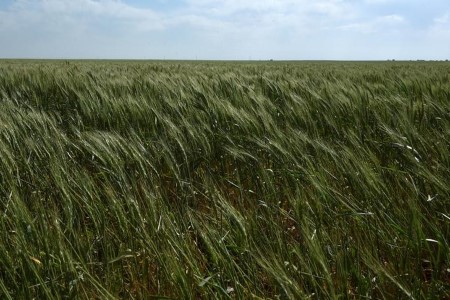 COLUMN-Have analysts broken their bias on U.S. winter wheat acres? -Braun