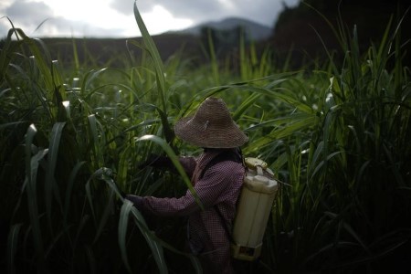 China in no rush to buy sugar despite price correction – analyst