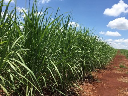 No early start to Brazil’s sugar season, industry group says