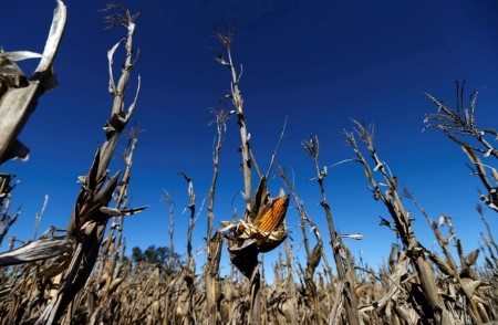 Argentine corn crop forecast at 48 mln tonnes in 2021/22 -Rosario exchange