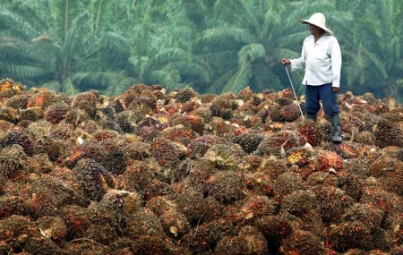 VEGOILS-Palm firms as Indonesia plans B40 biodiesel tests