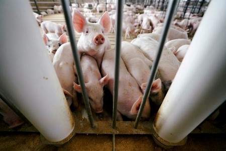 LIVESTOCK-CME hogs dip on concerns over slower slaughtering, heavier pigs