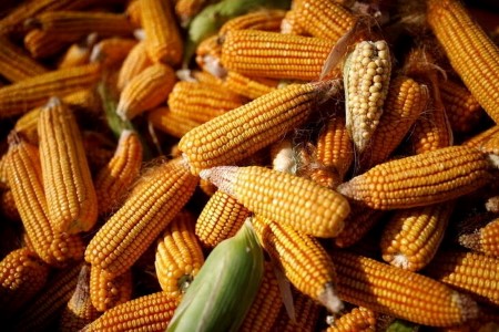 China’s corn imports soar to new record in 2021
