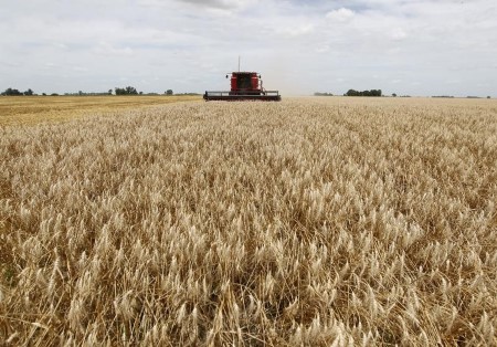 Argentina ends wheat harvest at a record 21.8 mln tonnes -exchange
