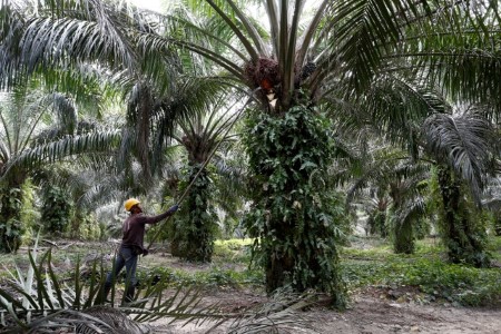 VEGOILS-Palm eyes fifth weekly climb after overnight rise to record high