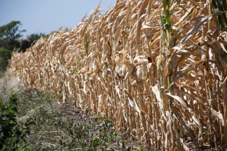 Argentina rains cap crop losses from drought, weather experts say