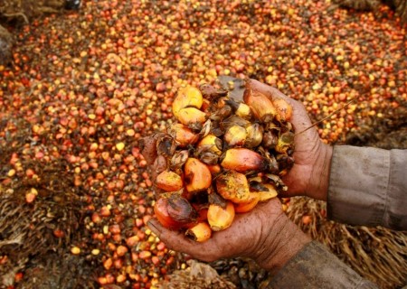 Indonesia’s palm oil export curbs upend global edible oil markets