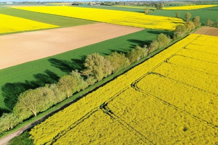 Strategie Grains raises EU rapeseed crop estimate to 18.2 mln T