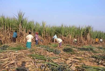 Indian trade body raises sugar production estimate