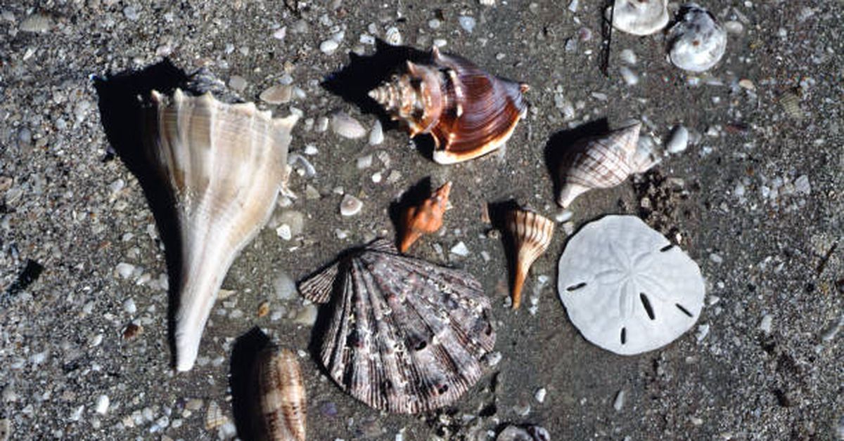 Seashell Emerges From Stealth Mode With ‘Inflation-Resistant’ High-Yield Savings Accounts