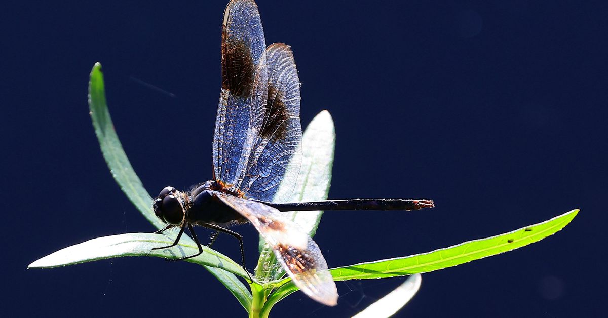 Crypto VC Firm Dragonfly Raising $500M for New Fund, Documents Show