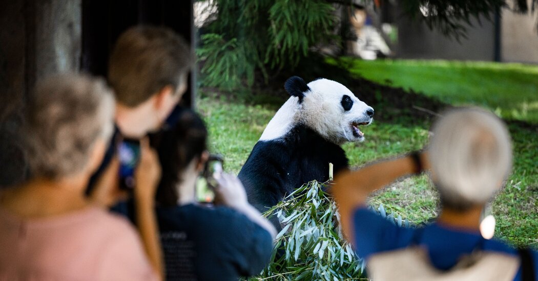 50 Years Later, Some Question Value of U.S.-China ‘Panda Diplomacy’