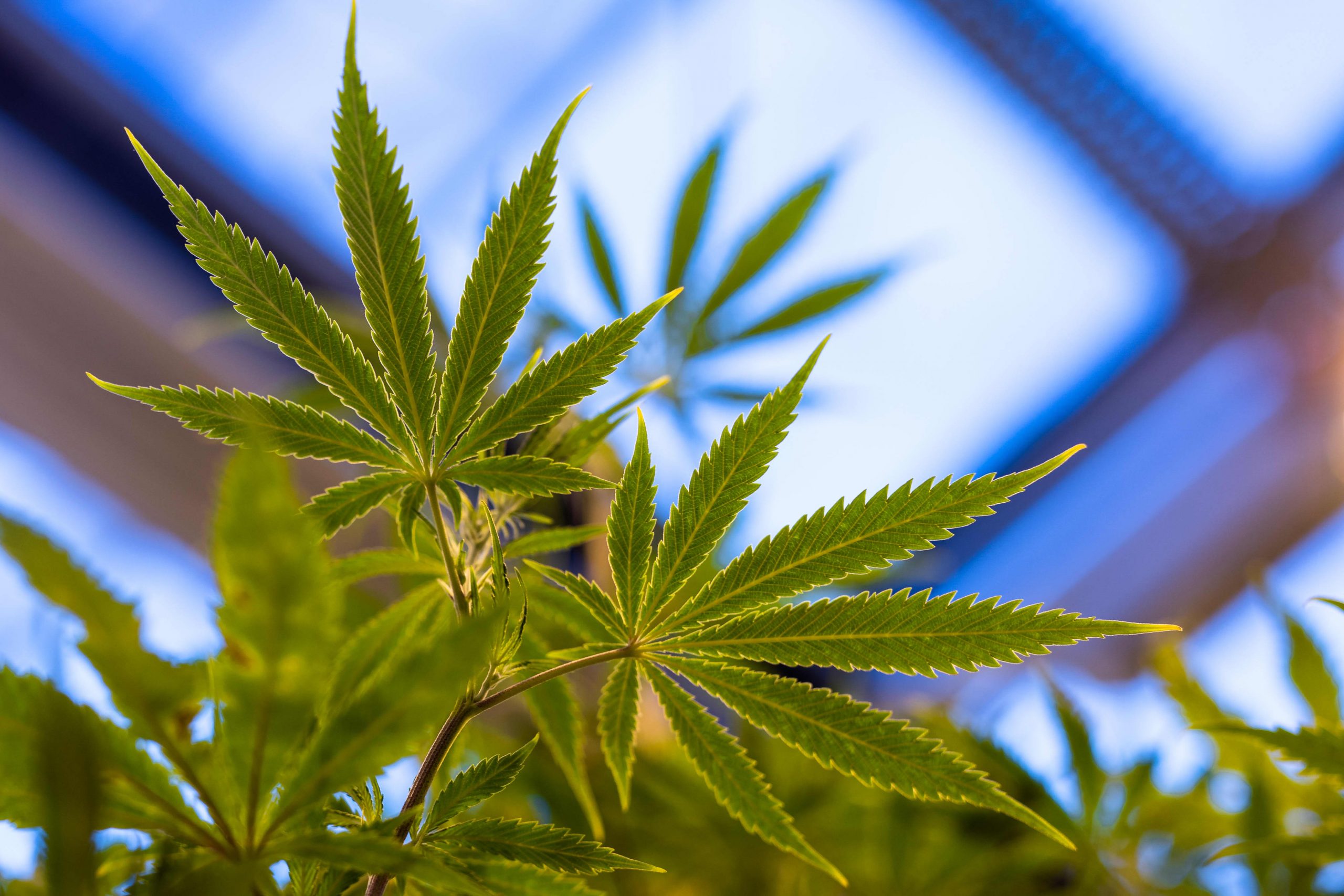 Peel Group’s John Whittaker hopes to set up Isle of Man cannabis farm