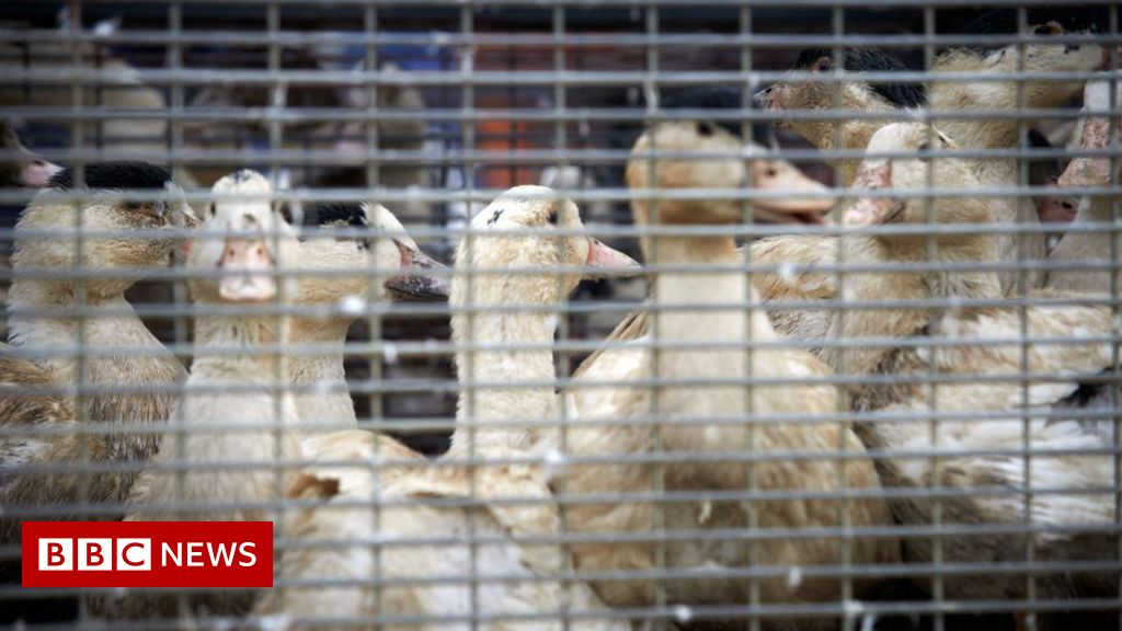 Foie gras and fur: Tory MPs urge ministers not to drop import ban