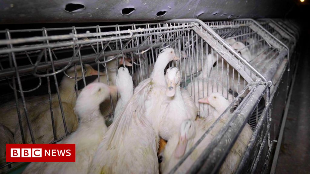 Foie gras: 'Sickening' footage shows need for ban, activists say