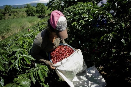 Costa Rican coffee exports jump more than 75% year-on-year in January