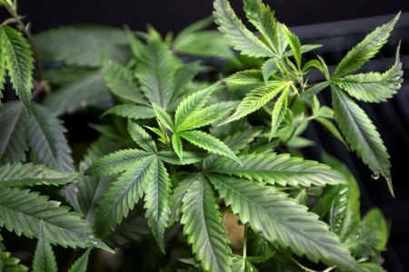Mississippi becomes 37th U.S. state to legalize medical marijuana