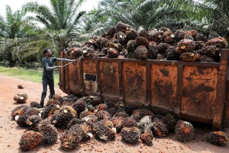 VEGOILS-Palm ends lower after holiday break, Indonesia curbs limit losses