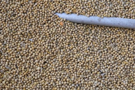 GRAINS-Soybeans firm on South American crop shortfall, up 5% in week