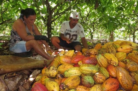 Cocoa processors in Brazil see 5% grind jump as country reopens