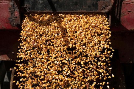 Speculators raise corn net long position-CFTC