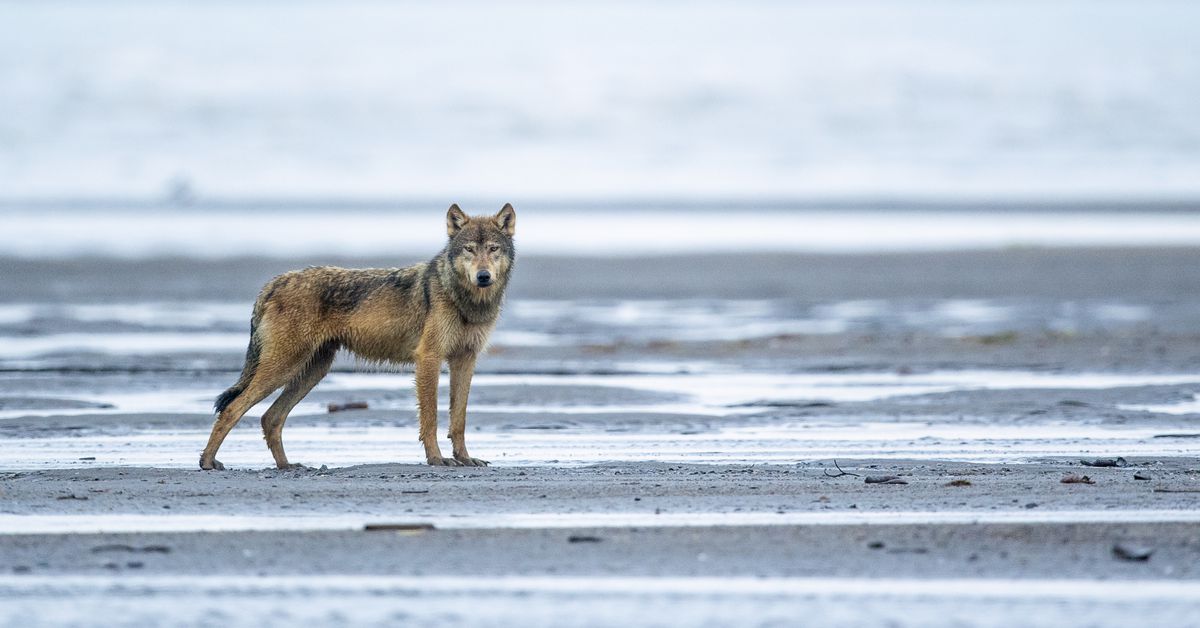 The gray wolf is endangered — again