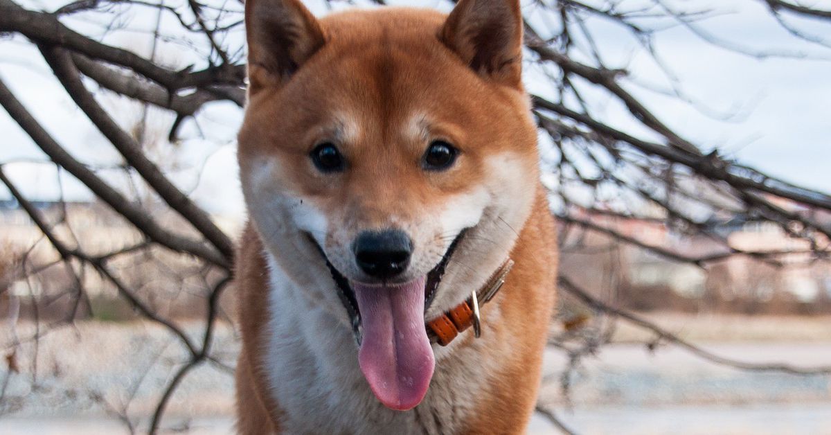 Dogecoin Leaps to 1-Month High as ATM Operator Adds to Crypto Lineup
