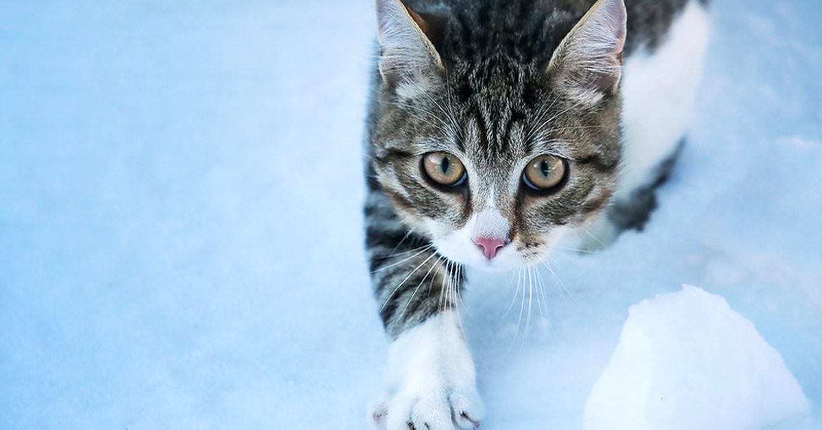 Housecat Raises $3.4M to Help Bridge DeFi, Investment Management