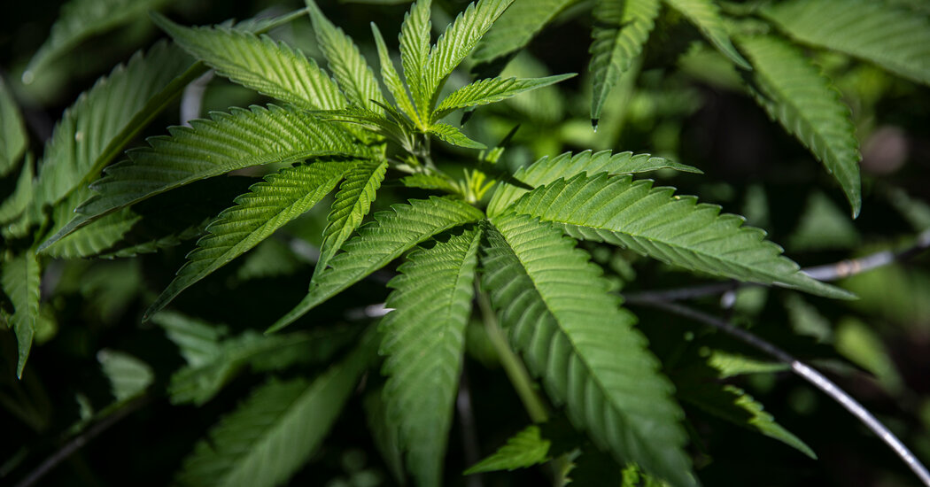 House Votes to Decriminalize Cannabis