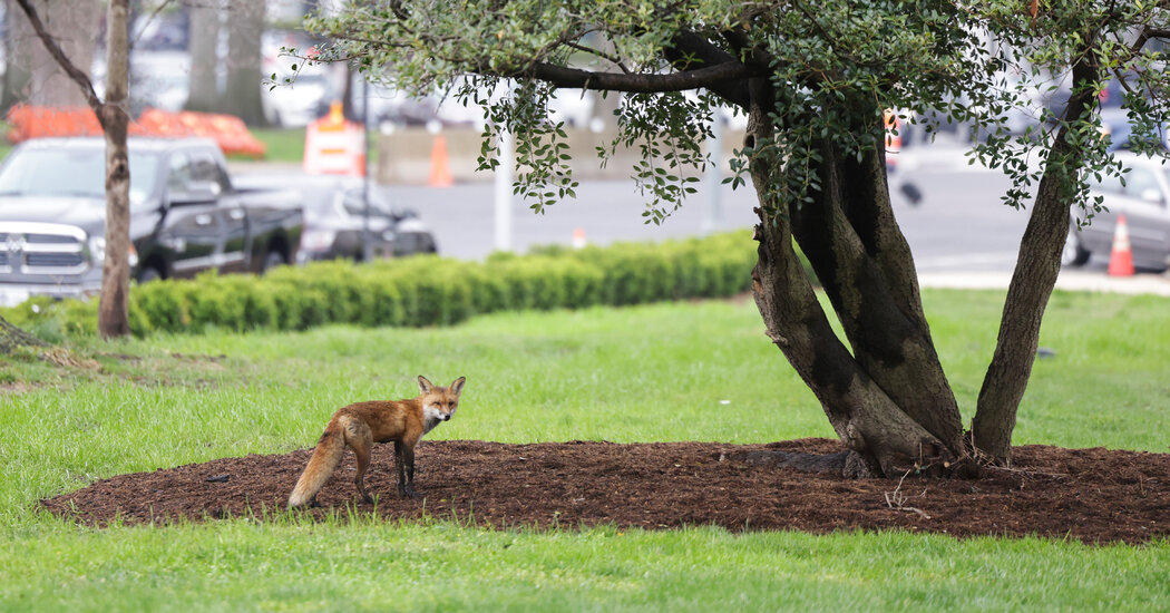 Wild Fox on Capitol Hill Is Euthanized After Attacks