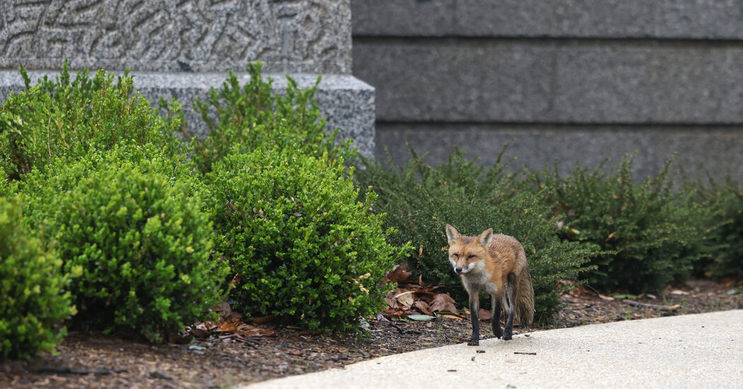 Capitol Fox’s Three Kits Euthanized After Rabies Exposure