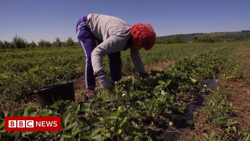 Farming labour shortage could mean price rises, MPs warn