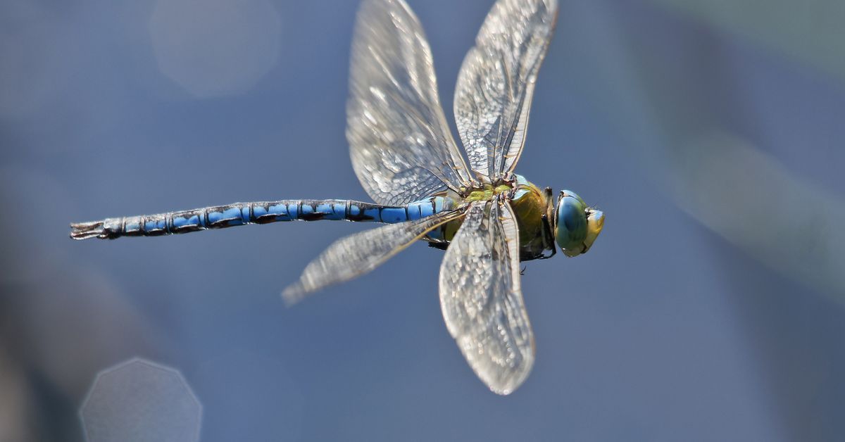 Dragonfly Capital Raises $650M for Third Crypto Fund