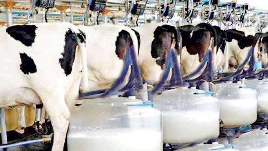 Lankan dairy industry hit by supply chain issues as forex crisis aggravates – Business News