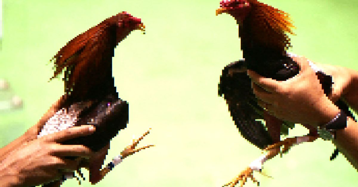 ‘Tamagotchi on Crack’: Irreverent Labs Raises $40M for NFT Cockfighting Game