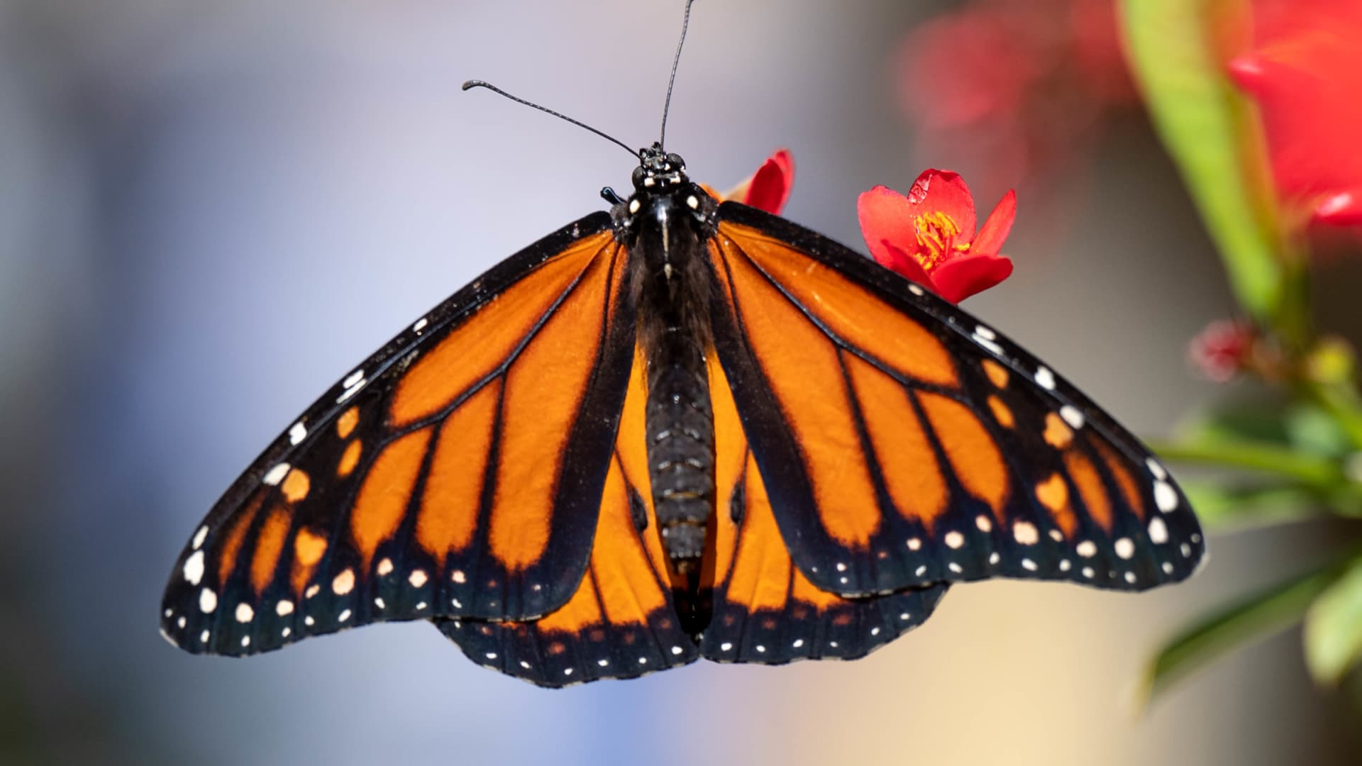 Monarch butterfly is added to IUCN’s Red List of Threatened Species