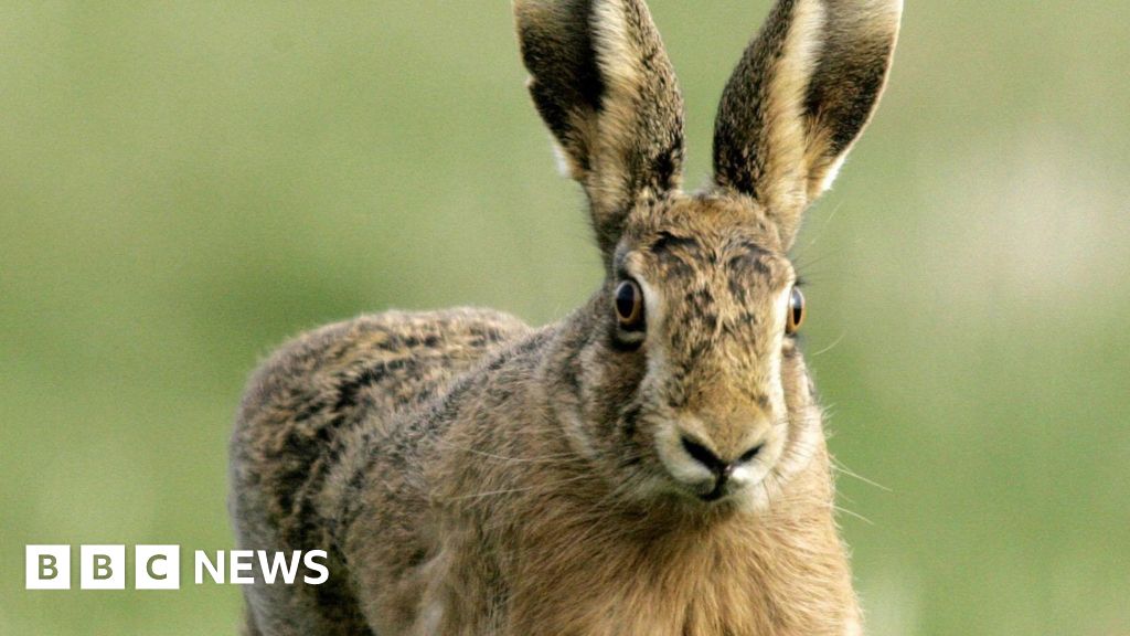 Tougher measures to tackle hare coursing in force