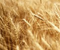 Wheat imports put big strain on forex reserves: ADB