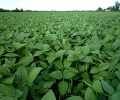 Argentina’s soybean farmers speed up sales after FX boost