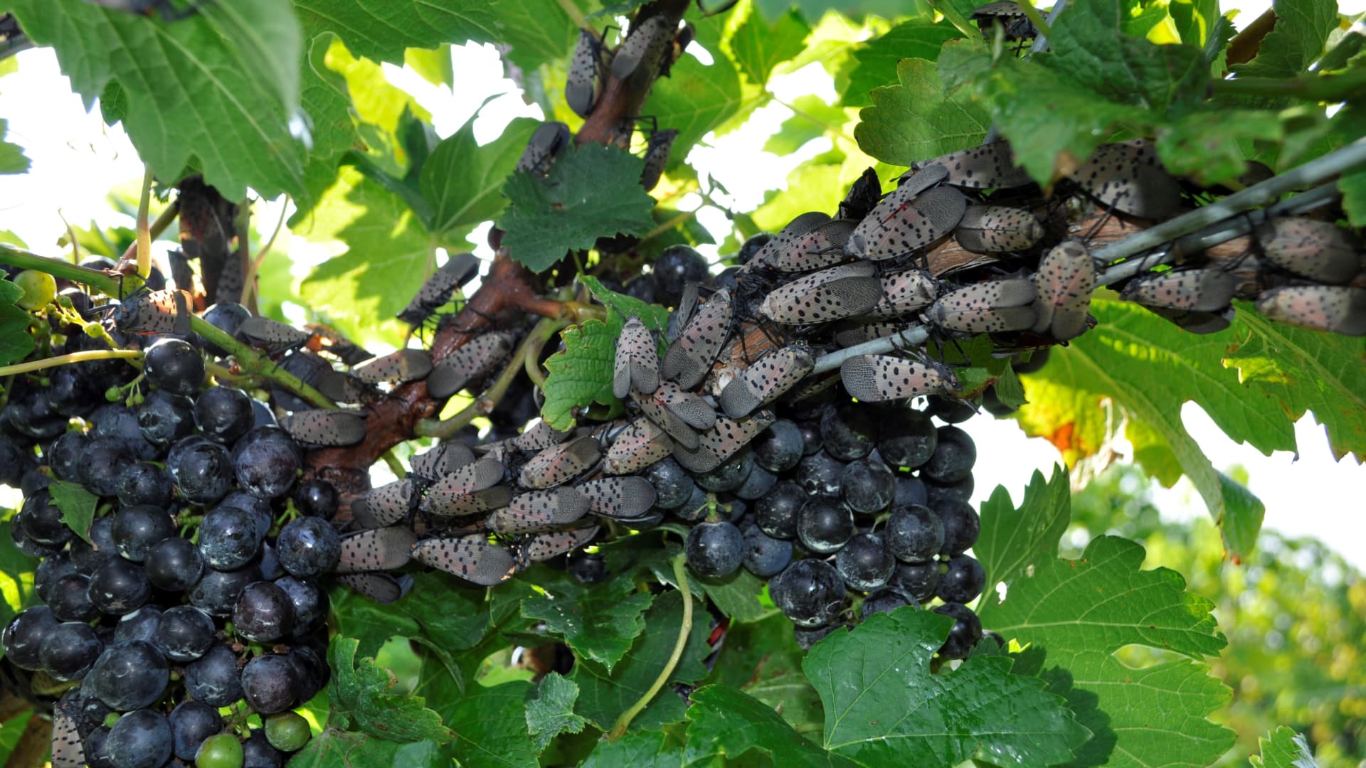 Spotted lanternflies feast on grapevines, put vineyards at risk