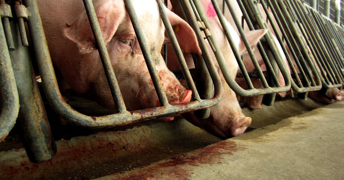 How will the Supreme Court handle California’s cage-free bacon law?