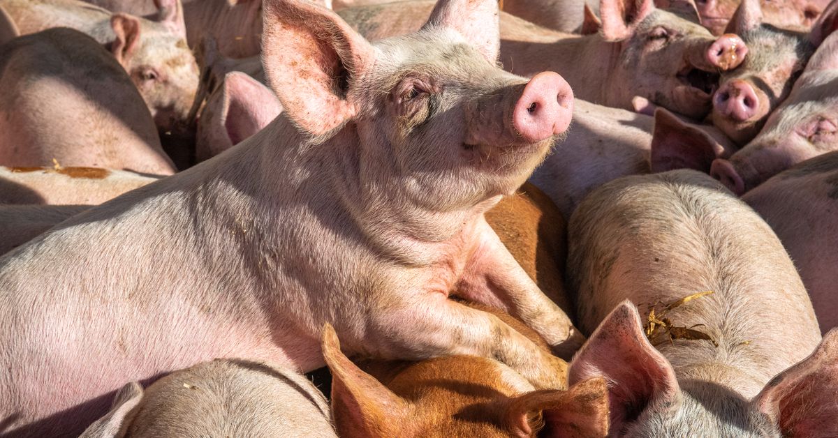 The surprisingly high stakes in a Supreme Court case about bacon, National Pork Producers Council v. Ross