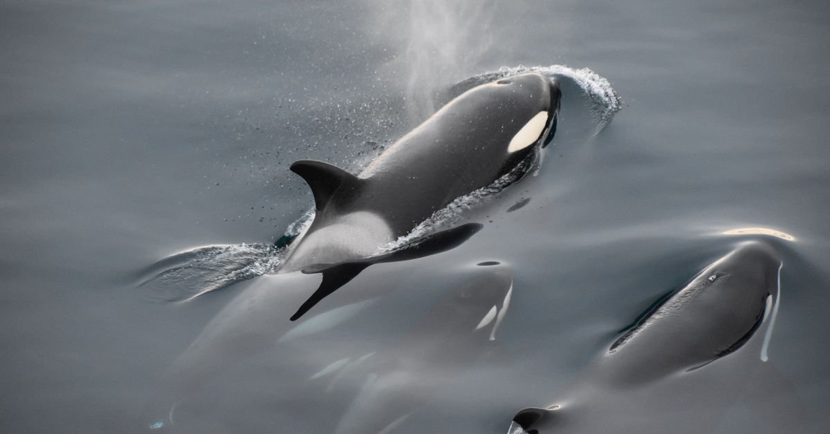 CoinMarketCap to Launch ‘Killer Whale’ Competition Show