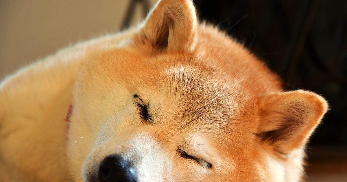 First Mover Asia: Dogecoin Surges 16% to Continue Its Holiday Cheer