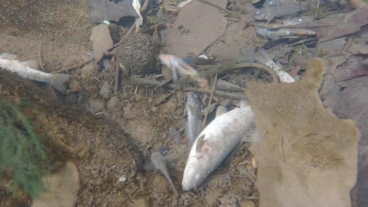 Dead fish spotted after Ohio train derailment causes toxic chemical spill