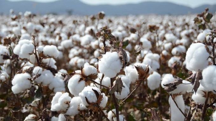 Cotton Farmers To Retain 85 Per Cent In Forex – RBZ