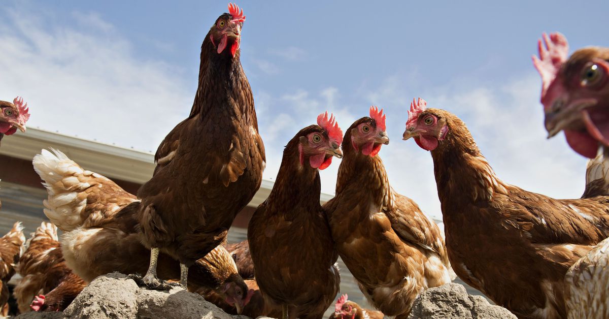 Can bird flu jump to humans? The threat of avian influenza, explained.