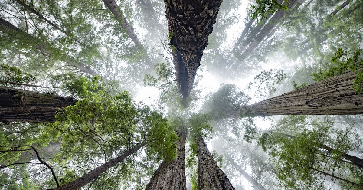 FTX Reaches $45M Deal to Sell Interest in Sequoia to Abu Dhabi’s Investment Arm